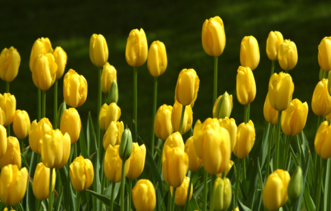 tulipany