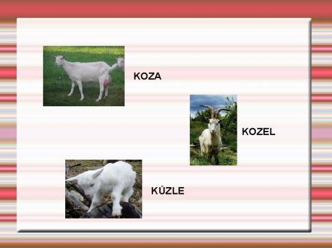 kozel