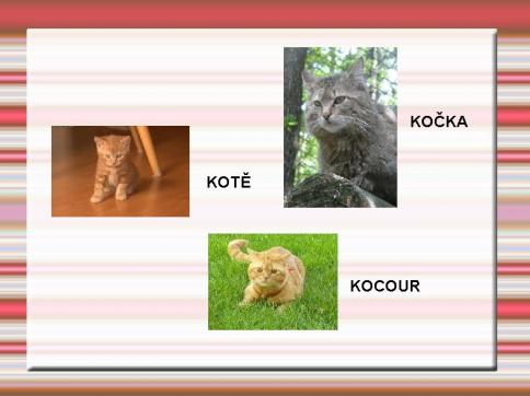 kocour